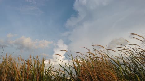 the-grass-in-the-wind-against-the-clear-sky-background