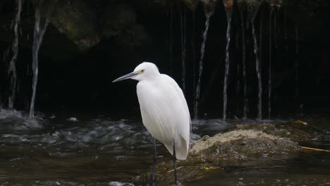 Little-egret-hunting-near-a-waterfall-standing-in-shallow-stream-rapids-and-drinking-water-with-beak---front-view