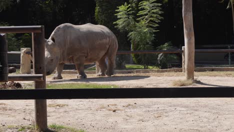 Un-Rinoceronte-Blanco-Caminando-En-Su-Rancho