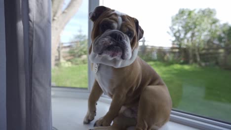 Tired-English-Bulldog-Puppy-Sitting-On-A-Bay-Window,-Grumpy-Look-On-Face