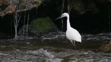 White-little-egret-hunting-near-a-waterfall-in-shallow-stream-rapids