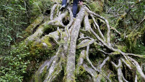 Hiker-Woman-climbing-up-roots-of-giant-tree-in-National-Park-during-daytime,-tilt-up
