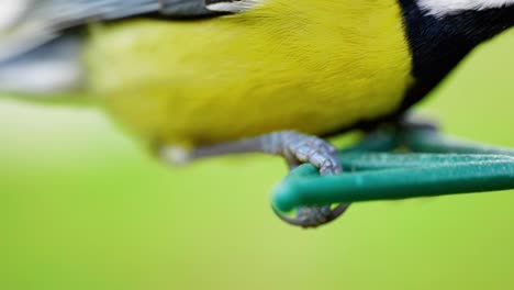 HD-Super-slow-motion-cinematic-macro-shot-of-a-bird's-feet-and-legs-on-a-bird-feeder