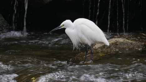 Little-egret-hunting-near-a-waterfall-standing-in-shallow-stream-rapids-and-drinking-water-with-beak