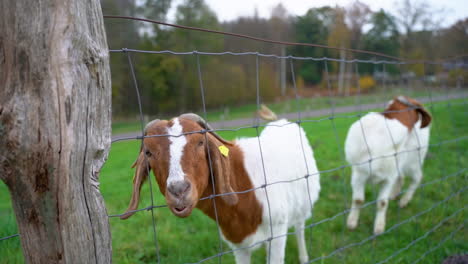 Goat-In-The-Pasture-Peeking-Through-Wire-Fence