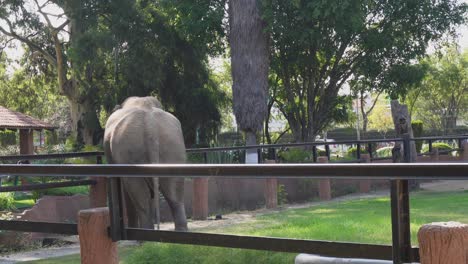 Elephant-walks-around-a-fence