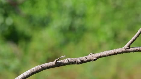 A-branch-used-by-a-Brown-Shrike-as-a-perch-while-looking-around-for-some-prey-in-Khao-Sam-Roi-Yot-National-Park,-Phrachuap-Khiri-Khan,-Thailand