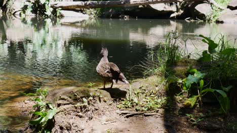Close-up-shot-of-wild-brown-colored-duck-resting-on-shore-of-natural-lake-during-sunlight---Kerikeri-Waterfalls,New-Zealand