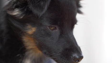 Close-up-shot-of-a-black-puppy's-eyes-and-face-looking-here-and-there-sitting-in-the-isolated-white-background