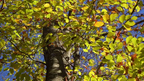 Golden-leaves-shook-by-wind-surrounding-tree-trunk-in-Autumn-landscape-on-a-sunny-day