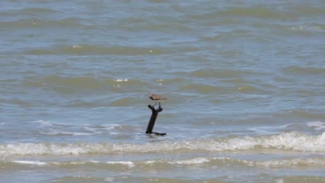 Perched-while-balancing-and-fighting-the-wind-on-a-branch-of-a-driftwood-jutting-out-of-rough-waves