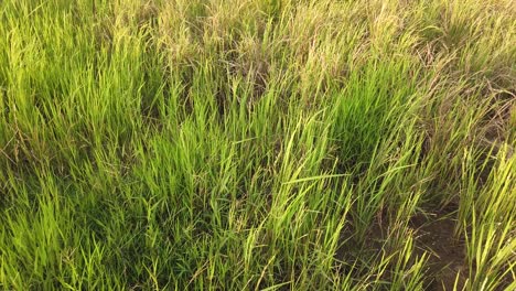 Das-Gras,-Das-Auf-Dem-Boden-Wächst-Und-Vom-Wind-Verweht-Wird