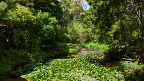 Neigen-Sie-Den-Schuss-Von-Schwimmenden-Seerosen-Auf-Dem-Teich-Während-Eines-Sonnigen-Tages-Im-Kerikeri-Park,-Neuseeland