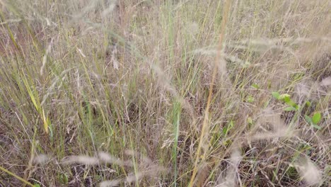close-up-of-dry-grass-in-the-wind