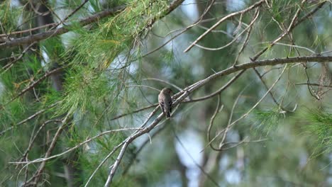Seen-perched-on-a-branch-of-a-pine-tree-while-the-wind-blows-moving-everything-then-it-flies-down-to-catch-something