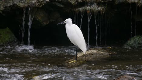 Little-egret-standing-on-a-rock-in-a-rushing-river-hunting-for-fish---static,-isolated-portrait-view