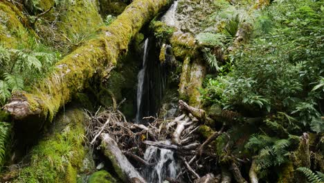Tilt-down-shot-of-small-waterfall-flowing-between-mossy-branches-and-fern-plants-during-daytime---Fiordland-National-Park,New-Zealand