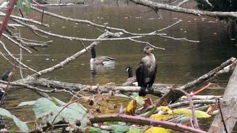 Great-Cormorant-perched-posing-on-lake-tree-branch-as-geese-swim-past
