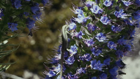 Close-up-of-lizard-on-beautiful-Pride-of-Madeira-flower,-Echium-candicans