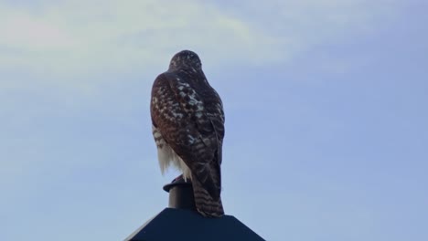 A-Red-Tailed-Hawk-perches-on-a-street-light-against-a-blue-sky-and-looks-to-its-side,-creating-a-profile