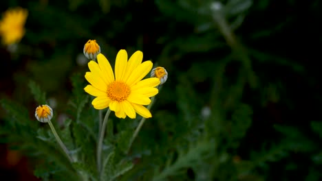 Small-yellow-wildflowers