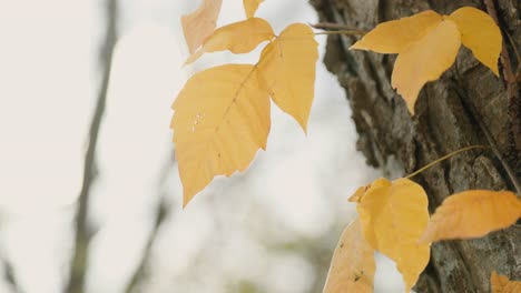 Gelbe-Rote-Blätter-Wachsen-Während-Der-Herbstsaison-An-Der-Seite-Eines-Baumes-Im-Wald