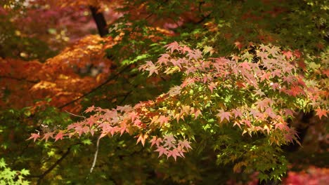Bunte-Herbstahornblätter,-Die-Sich-Mit-Einer-Brise-In-Japan-Bewegen