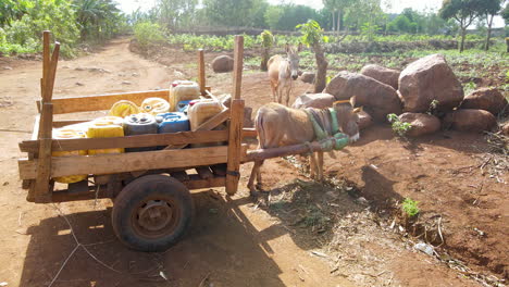 Mule-standing-in-front-of-farm-with-equipment-on-a-farm-in-Kenya