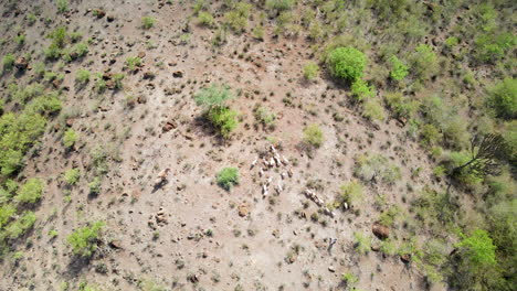 Top-down-aerial-of-shepherd-and-his-herde-of-goats-standing-on-a-hill-in-rural-Kenya