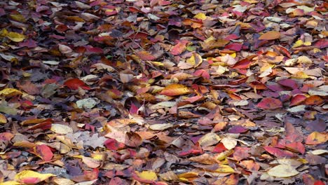 Coloful-Fallen-leaves-on-the-ground-in-November-forest