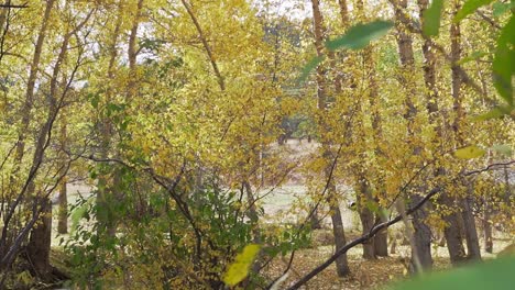 Gelbe-Herbstwaldbäume-In-Den-Felsigen-Bergen,-Colorado