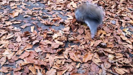 Squirrels-foraging-for-peanuts-between-red-autumn-leaves-on-park-pathway