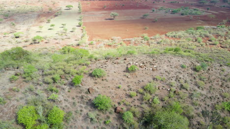 Aerial-of-herde-of-goats-standing-on-a-hill-in-rural-Kenya