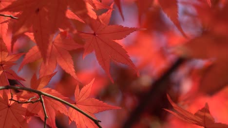 Rote-Farbe-Ahornbaumblätter-Auf-Unscharfem-Hintergrund-Im-Novemberpark