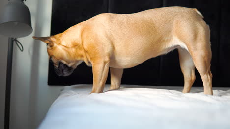 French-bulldog-standing-on-edge-of-bed-and-looking-down-to-floor