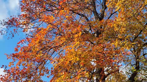 Herbst-Bunte-Blätter-Zeitlupe