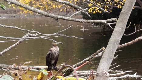 Great-Cormorant-perched-on-lake-tree-branch-standing-posing