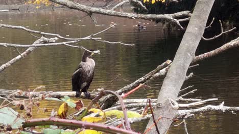 Great-Cormorant-perched-on-lake-tree-branch-spreading-drying-it's-wings