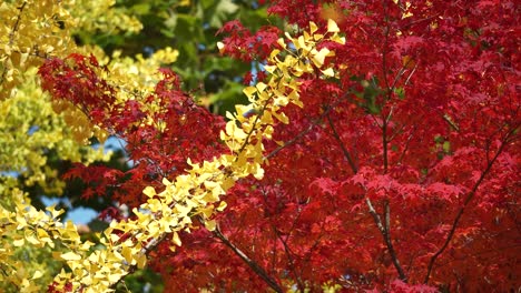 Autumn-trees-in-Japan---yellow-ginkgo,-red-maple,-green-oak-branches-on-November-sunny-day