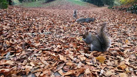 Curious-squirrels-foraging-for-peanuts-between-red-autumn-leaves-on-park-pathway