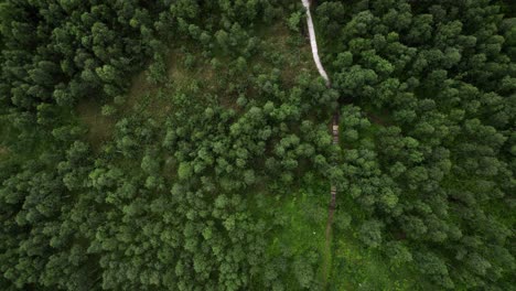 Flying-over-forest-with-wooden-path-top-down-shot-in-Senja-Norway