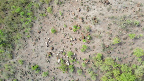 Von-Oben-Nach-Unten-Antenne-Eines-Hirten,-Der-Seine-Ziegen-Im-Ländlichen-Kenia-Hütet