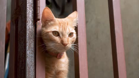 Small-ginger-tabby-cat-peeking-through-red-metal-bar-fence-in-intrigue-and-curiosity-then-licks-it's-own-paw-toes