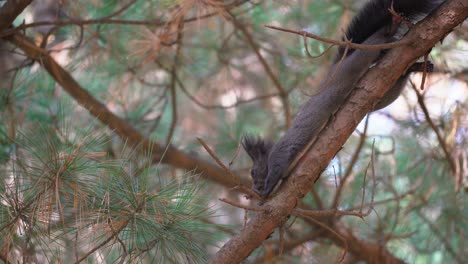 Tree-squirrel-lying-down-on-a-pine-branch-in-Yangjae-Forest,-Seoul,-South-Korea---look-up-close-up-view