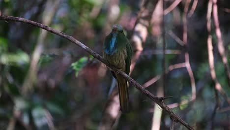 Blue-bearded-Bee-eater-or-Nyctyornis-athertoni-perching-on-a-diagonal-bare-branch-exposing-its-front-side-as-it-looks-to-the-right-and-around,-Khao-Yai-National-Park,-Thailand