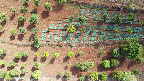 Top-down-aerial-of-crops-and-trees-growing-on-a-farm-in-rural-Africa