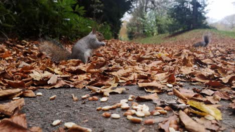 Squirrel-foraging-for-peanuts-between-red-autumn-leaves-on-park-pathway