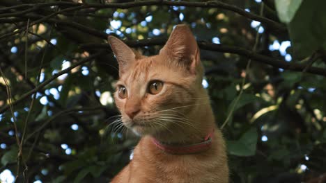 Handeld-shot-of-ginger-tabby-cat-looking-away-standing-between-the-green-leafy-vegetation-of-the-branches-of-a-tree-curiously-examining-the-environment-to-hunt-birds-or-find-other-pets