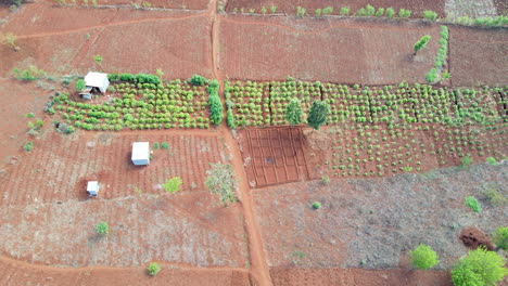 Aerial-of-farmland-with-growing-crops-and-small-sheds-in-Kenya