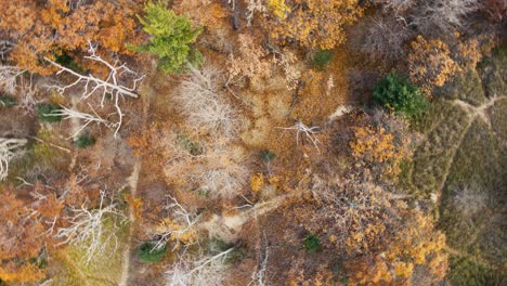 Trails-at-Kruse-Park-in-late-autumn-from-drone